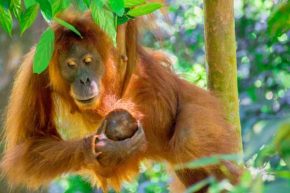 Sumatran OrangutanTRAILS